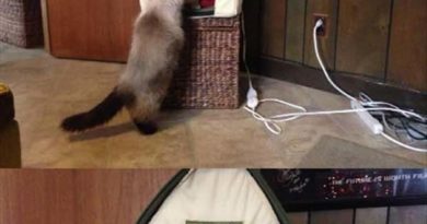 How To Start Cat War - Cat humor