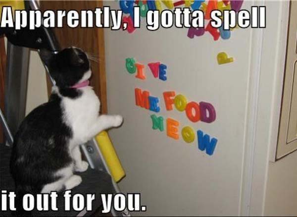 Hungry Cat - Cat humor
