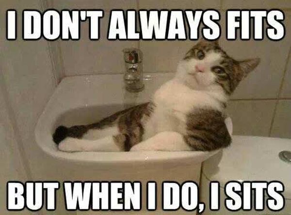 I Don't Always Fits - Cat humor