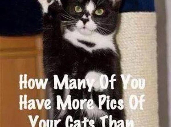 I Have A Question - Cat humor