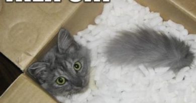 IKEA Cat - Cat humor