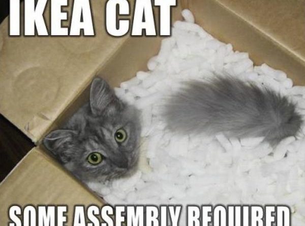 IKEA Cat - Cat humor