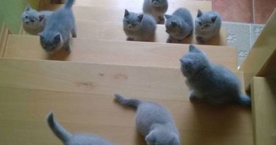 Cutest Invasion Ever - Cat humor