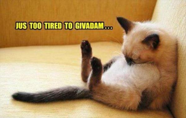 Just To Tired - Cat humor