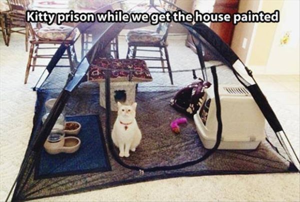 Kitty Prison - Cat humor