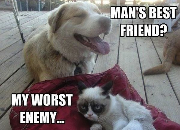 Man's Best Friend - Cat humor