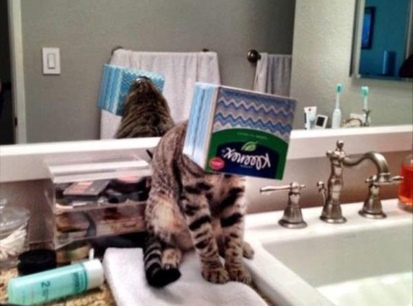 Meanwhile In The Bathroom - Cat humor