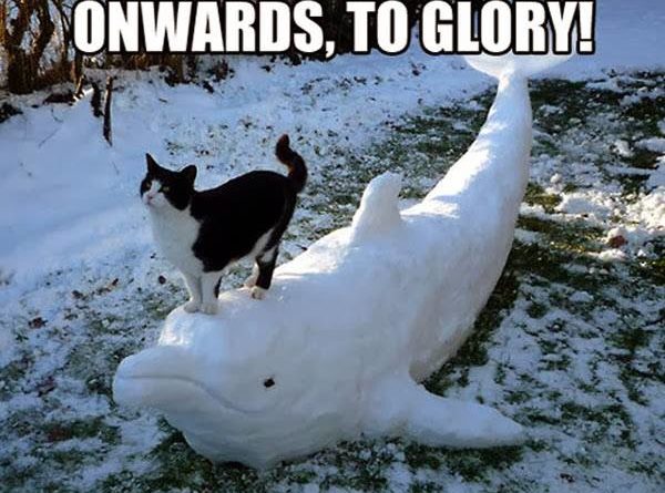 Onwards To Glory- Cat humor