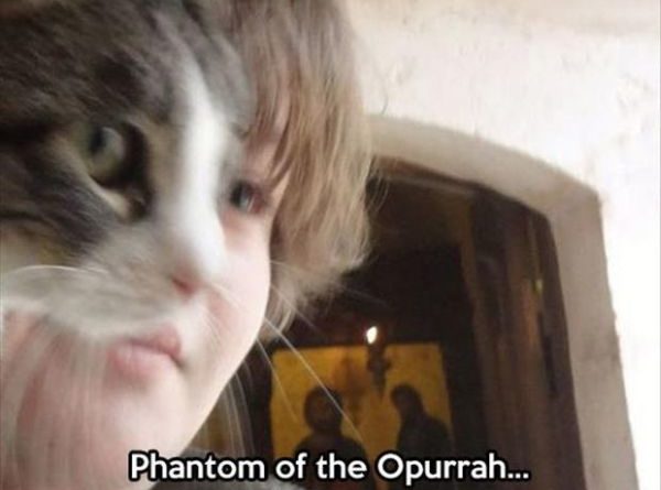 Phantom Of The Opurrah - Cat humor