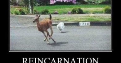 Reincarnation - Cat humor