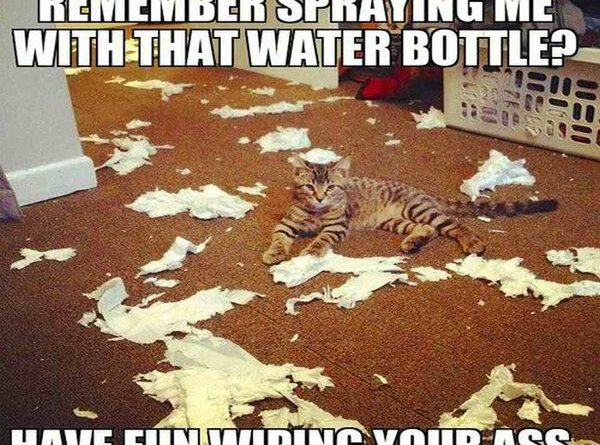 Remember Spraying Me With That Water Bottle? - Cat humor