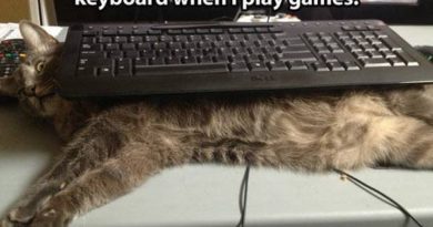 Solution For Gamers - Cat humor