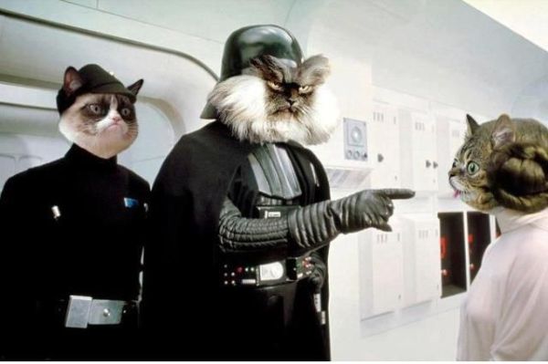 Star Wars Cat Edition - Cat humor