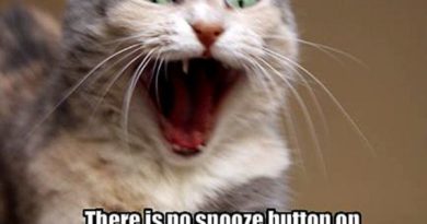 There Is No Snooze Button - Cat humor