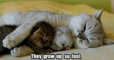 They Grow Up So Fast - Cat humor
