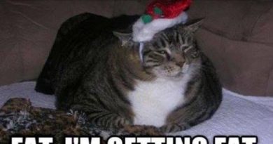 What Am I Getting For Christmas? - Cat humor