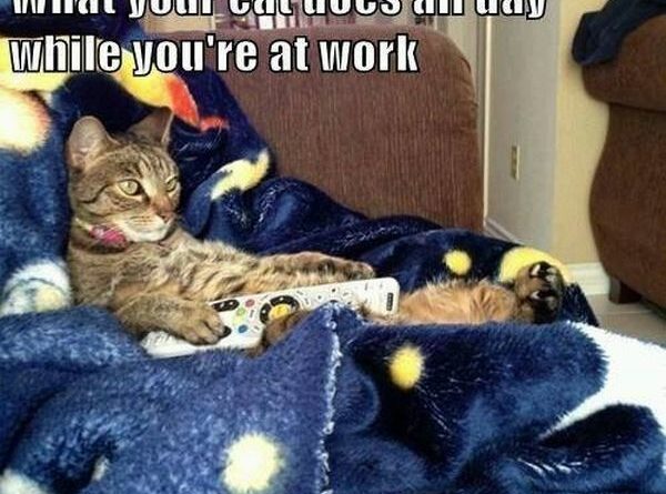 What You Cat Does While You Are At Work - Cat humor