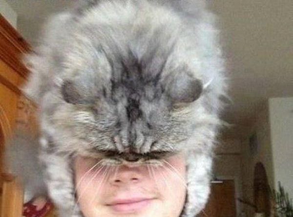 Who Needs A Hat? - Cat humor