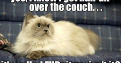 Yes, I Know I Got Hair All Over The Couch - Cat humor