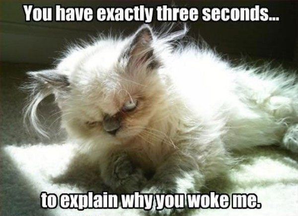 You Have Exactly Three Seconds... - Cat humor