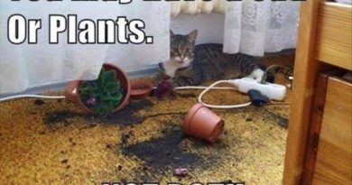 You May Have A Cat Or Plants - Cat humor