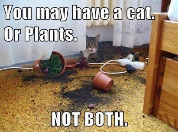 You May Have A Cat Or Plants - Cat humor