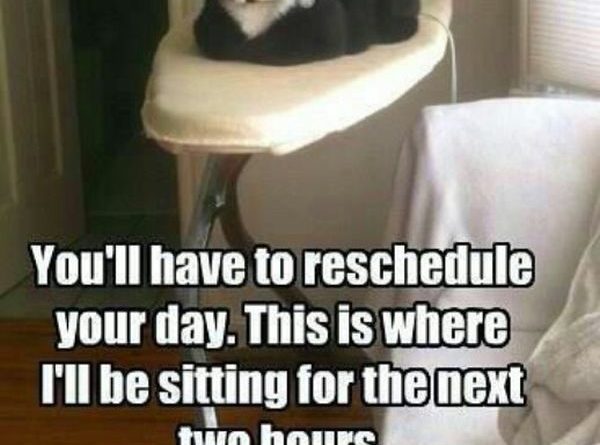 You'll Have To Reschedule Your Day - Cat humor