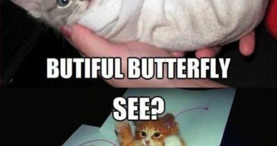 The Butterfly Effect - Cat humor