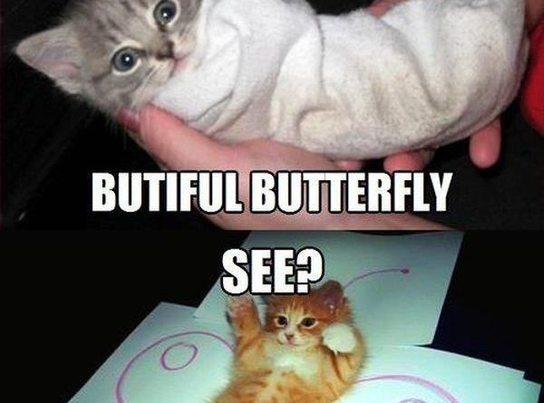 The Butterfly Effect - Cat humor