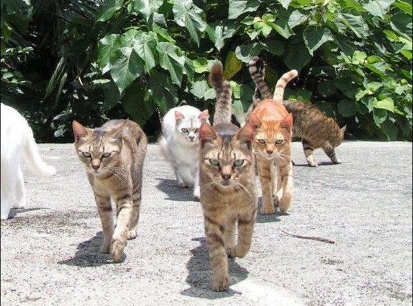 The Cat Gang - Cat humor