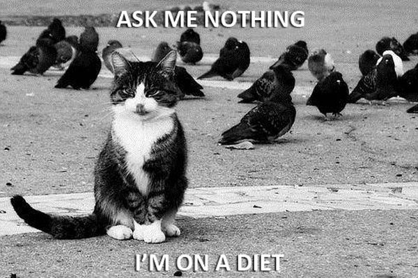 Ask Me Nothing - Cat humor