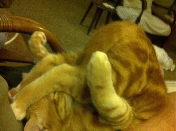 Cozy Sleeping Position - Cat humor