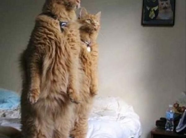 Did You See Our Human? - Cat humor