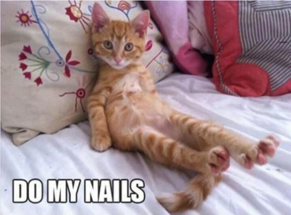 Do My Nails - Cat humor