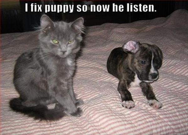 I Fix Puppy - Cat humor