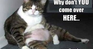 Why Don't You Come Over Here... - Cat humor