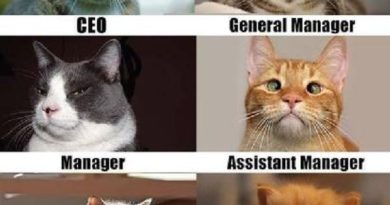 Corporate Cats - Cat humor