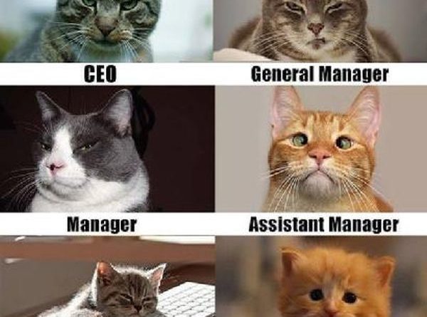 Corporate Cats - Cat humor