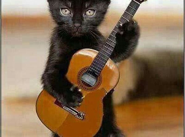 Let Me Play A Song - Cat humor
