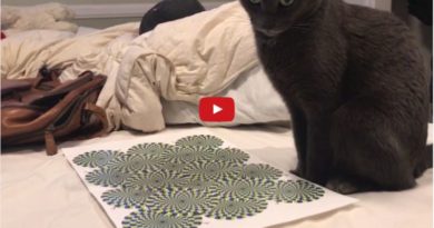 Cat Freaks Out At Optical Illusion