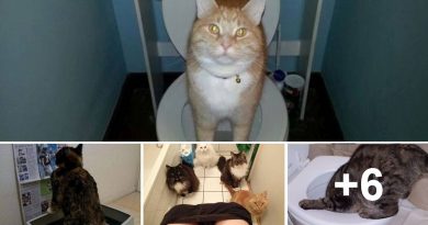 Cats In Toilet
